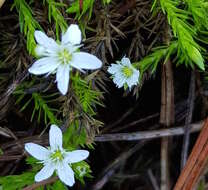 Image of Arenaria lycopodioides Willd. ex Schltdl.