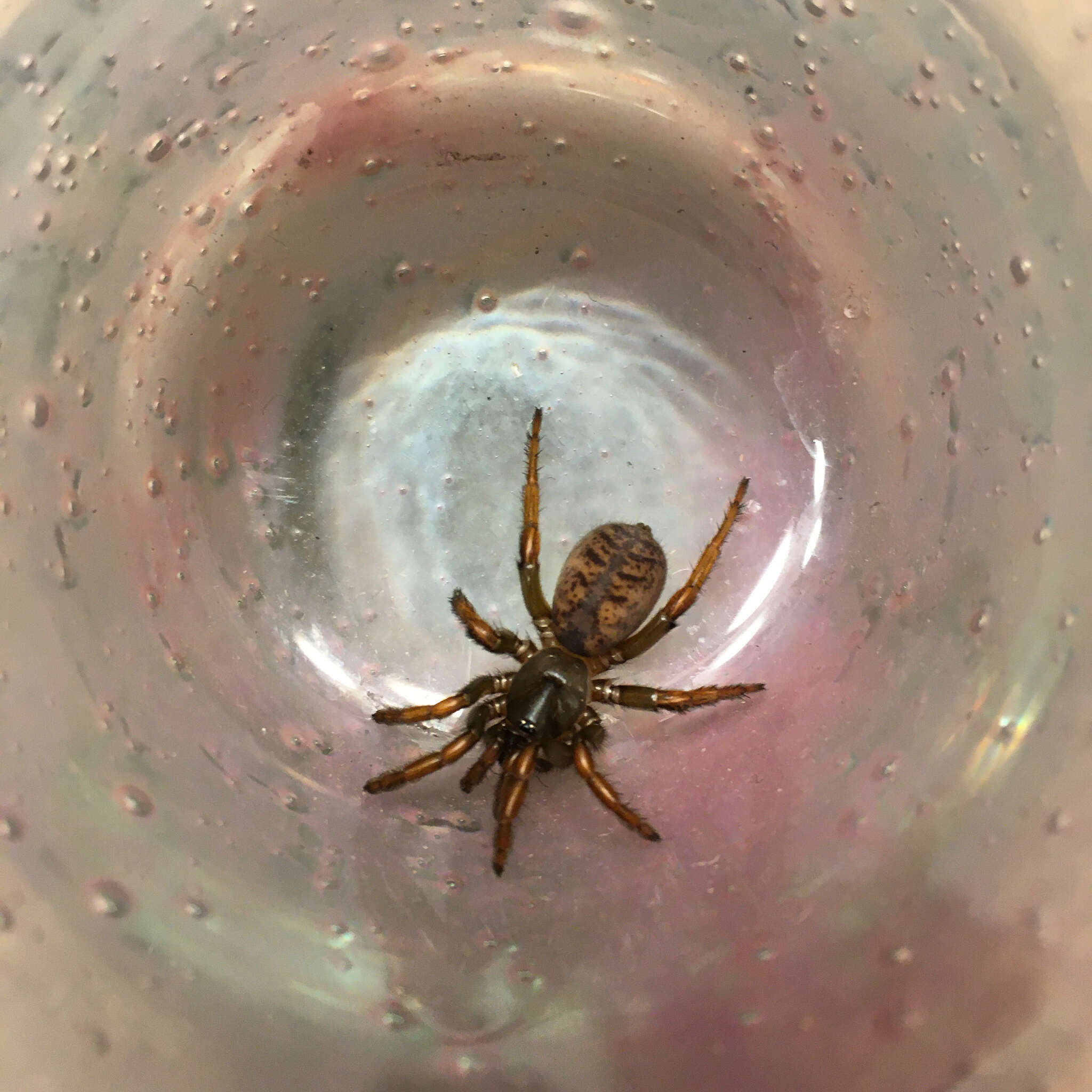 Image of The Barack Obama Trapdoor Spider