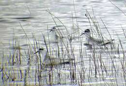 Image of Grey (Red) Phalarope