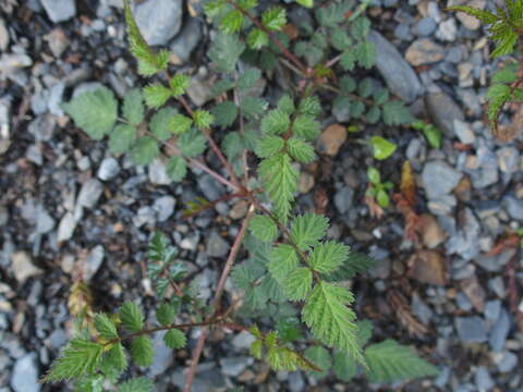 صورة Rubus pungens Cambess. ex Jacq.