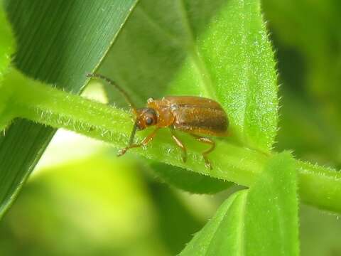 Image of <i>Galerucella pusilla</i>