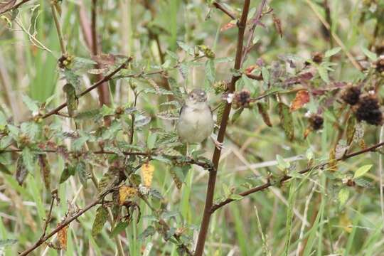 Image of Coastal Cisticola