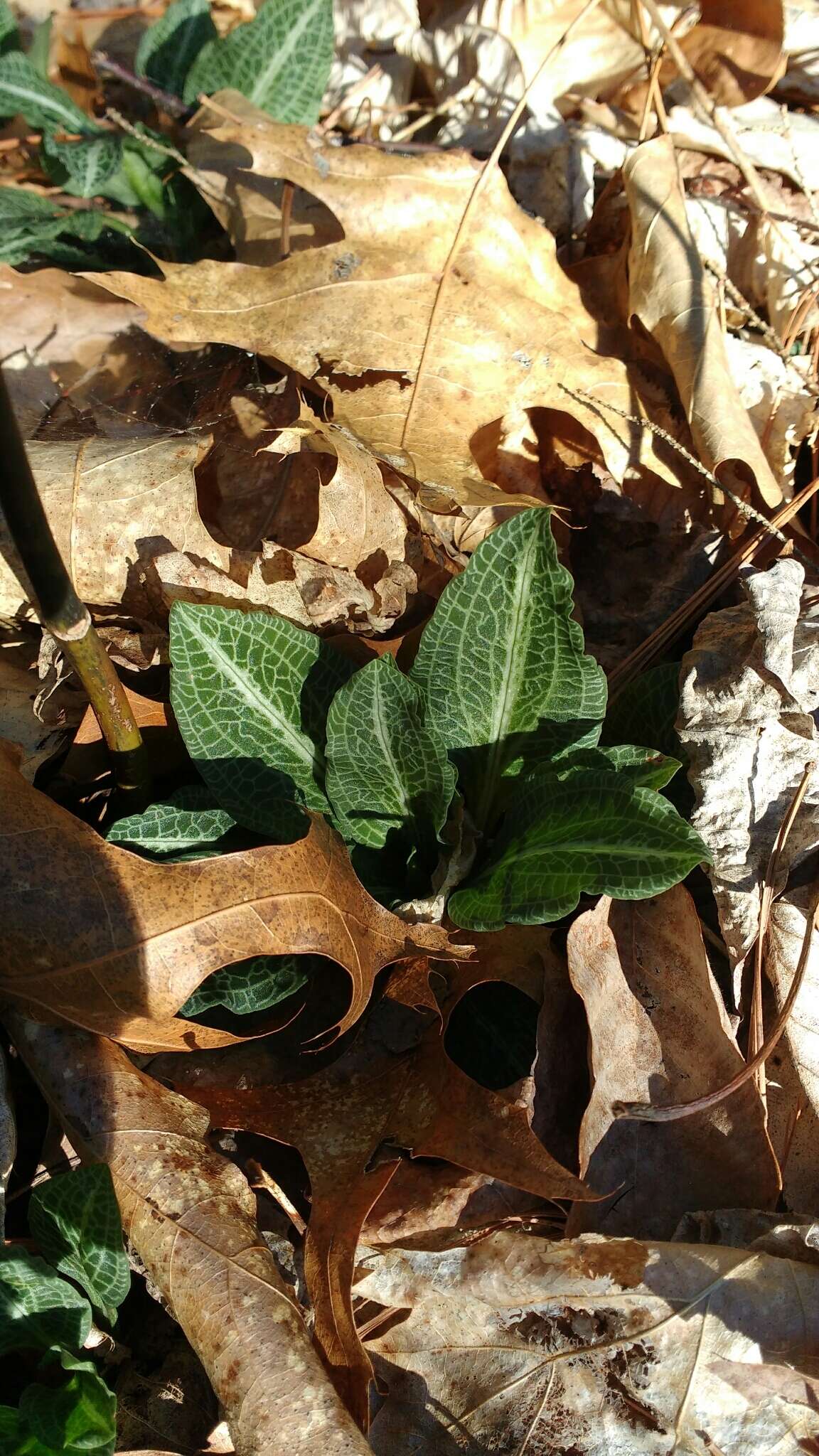 Image de Goodyera pubescens (Willd.) R. Br.