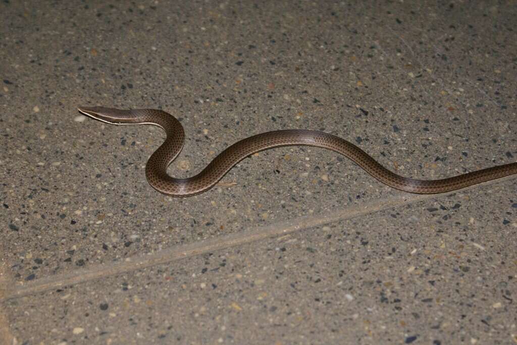 Image of Burton's Legless Lizard