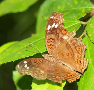 Image of <i>Junonia <i>natalica</i></i> natalica