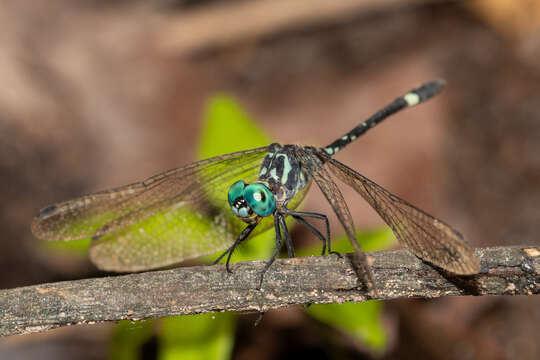 Слика од Notiothemis Ris 1919