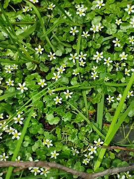 Ranunculus omiophyllus Ten.的圖片