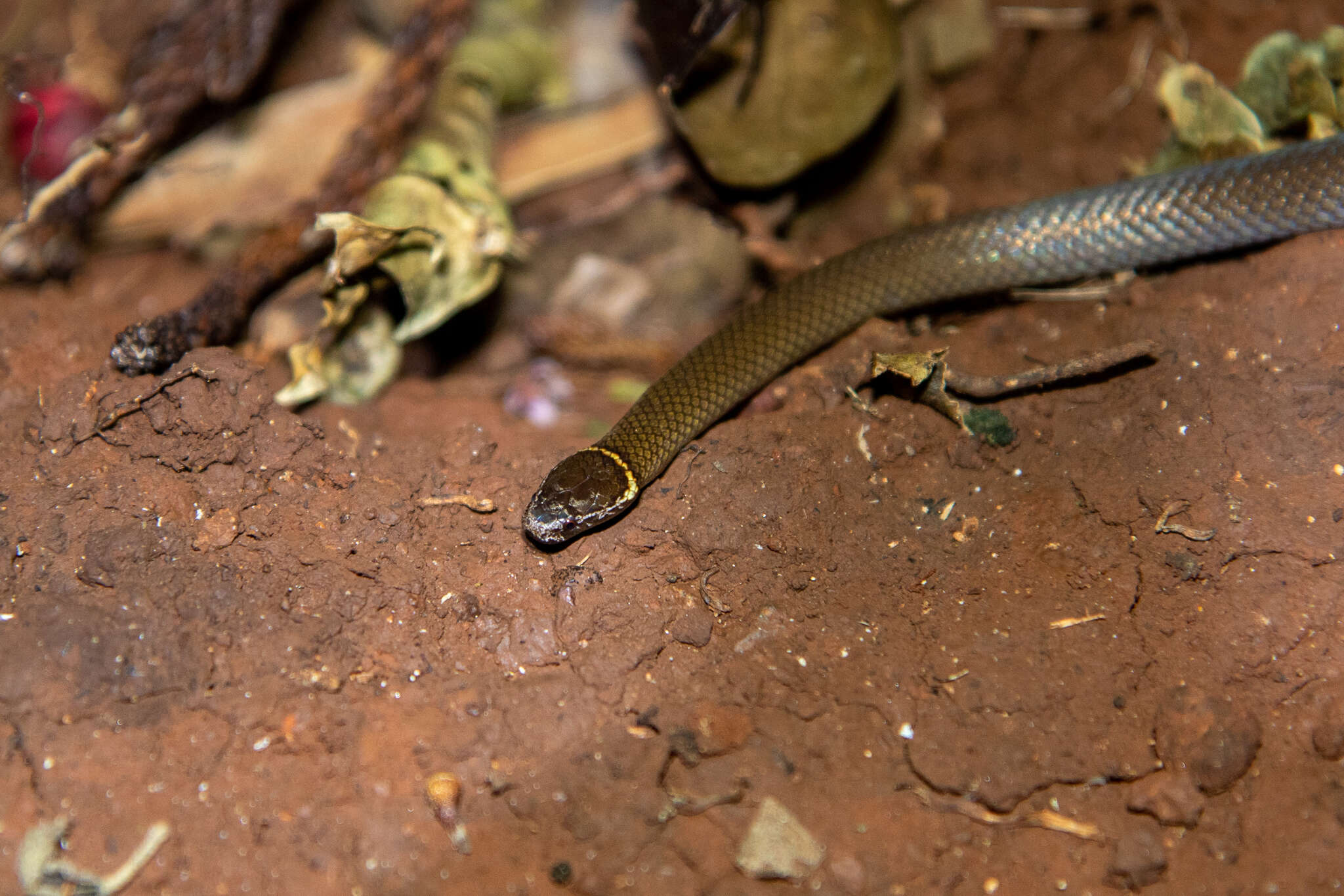 Cacophis krefftii Günther 1863的圖片