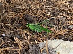 Image of Treetop Bush Katydid