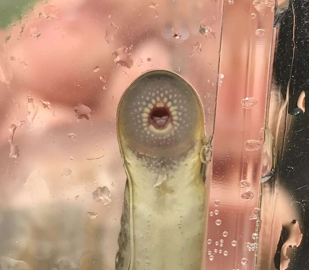 Image of Northern brook lamprey