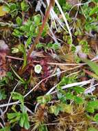 Image of Drosera uniflora Willd.