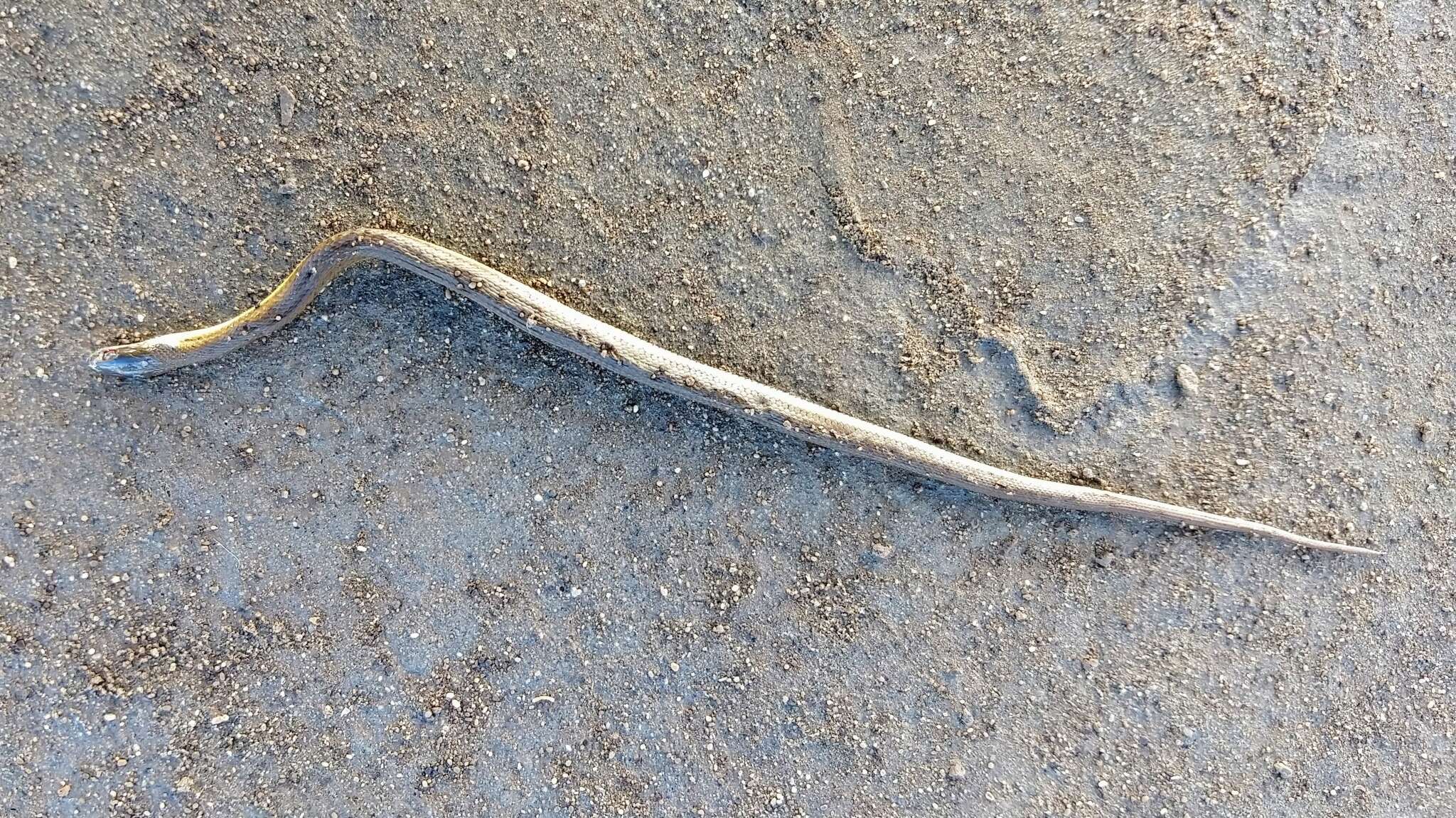 Image of Blackbelly Garter Snake