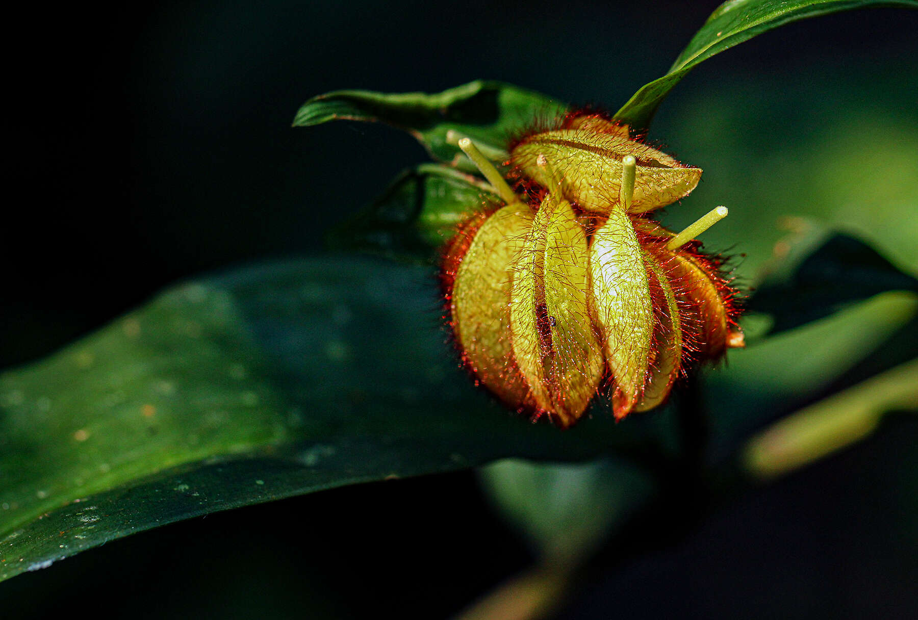 Sivun Commelina capitata Benth. kuva