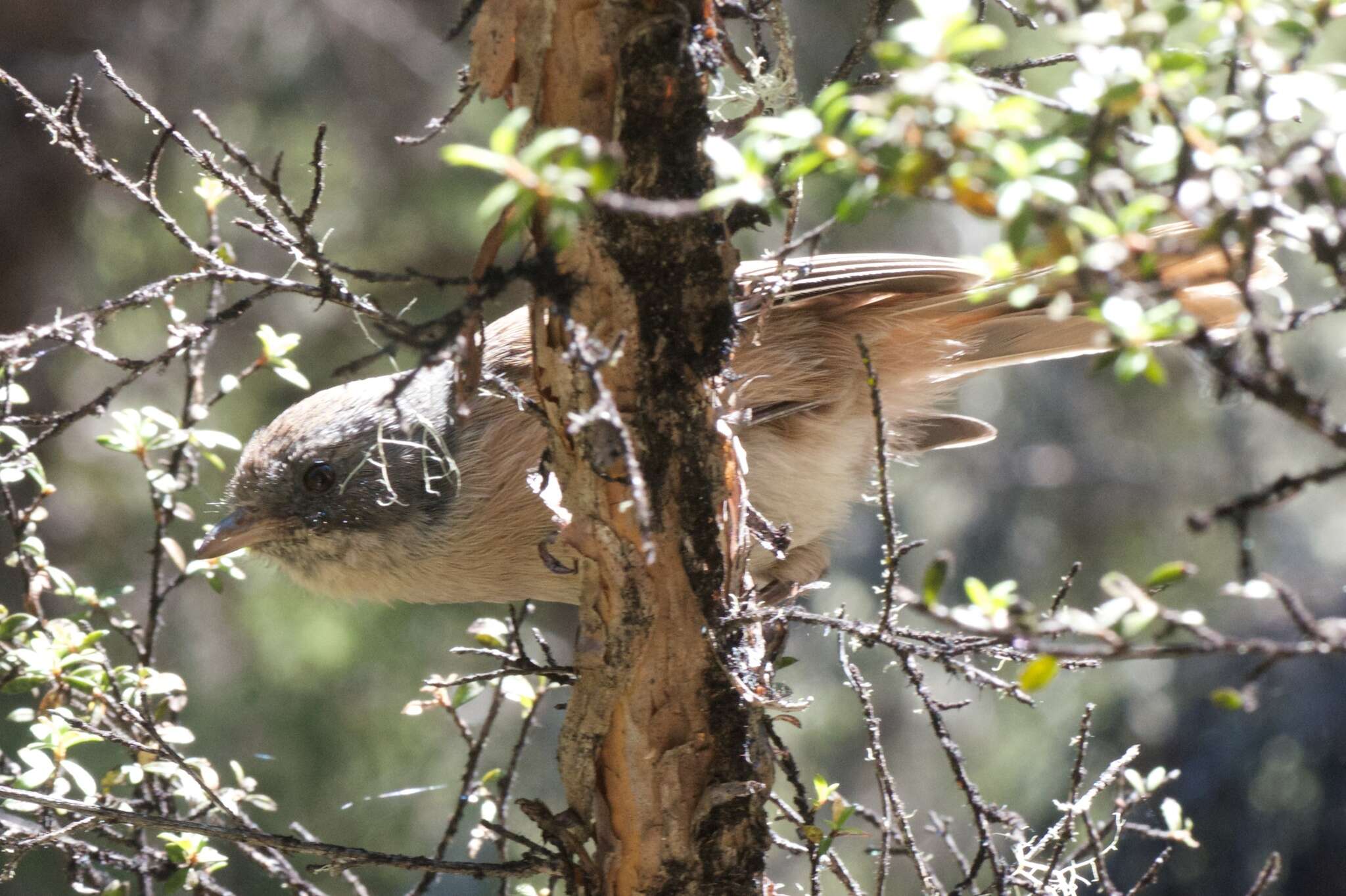 Image of Brown Creeper