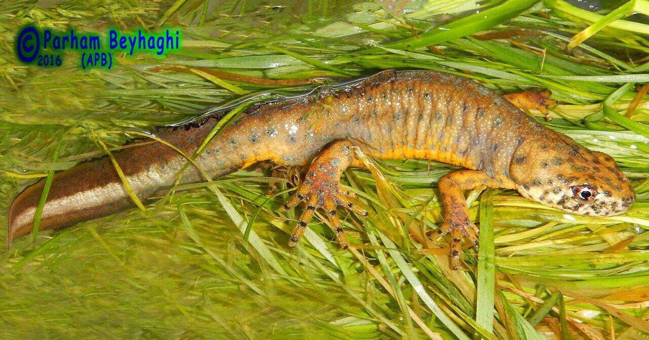 Image of Southern Crested Newt