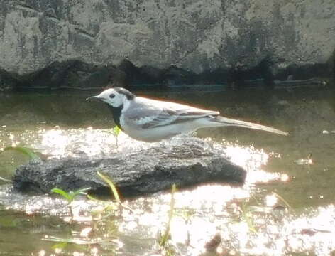 Слика од Motacilla alba dukhunensis