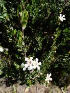 Sivun Leptospermum grandiflorum Lodd. kuva