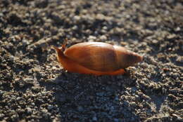 Image of Euglandina singleyana (W. G. Binney 1892)