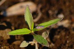 Image of Agrosoma exukanis Medler 1960