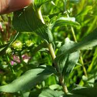 Imagem de Pentanema spiraeifolium (L.) D. Gut. Larr., Santos-Vicente, Anderb., E. Rico & M. M. Mart. Ort.