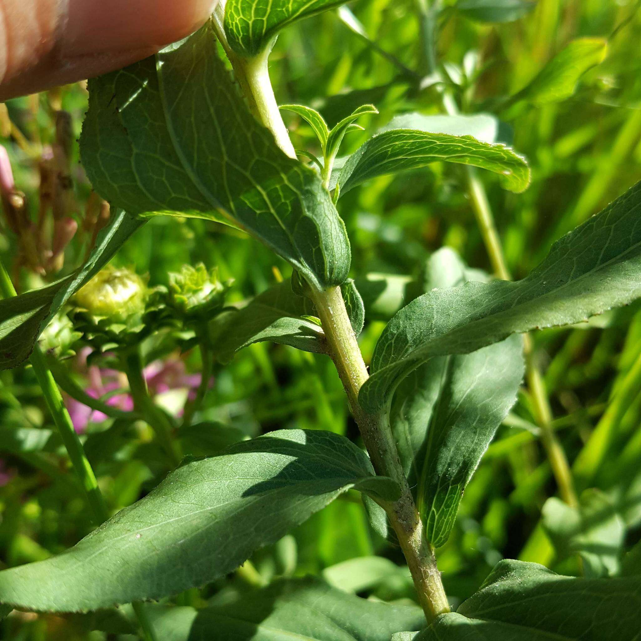 Imagem de Pentanema spiraeifolium (L.) D. Gut. Larr., Santos-Vicente, Anderb., E. Rico & M. M. Mart. Ort.