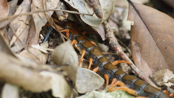 Image of Scolopendra multidens Newport 1844