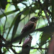 Image of Pale-chinned Blue Flycatcher