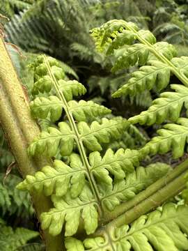 Plancia ëd Dryopteris unidentata var. paleacea (Hillebr.) Fraser-Jenk.