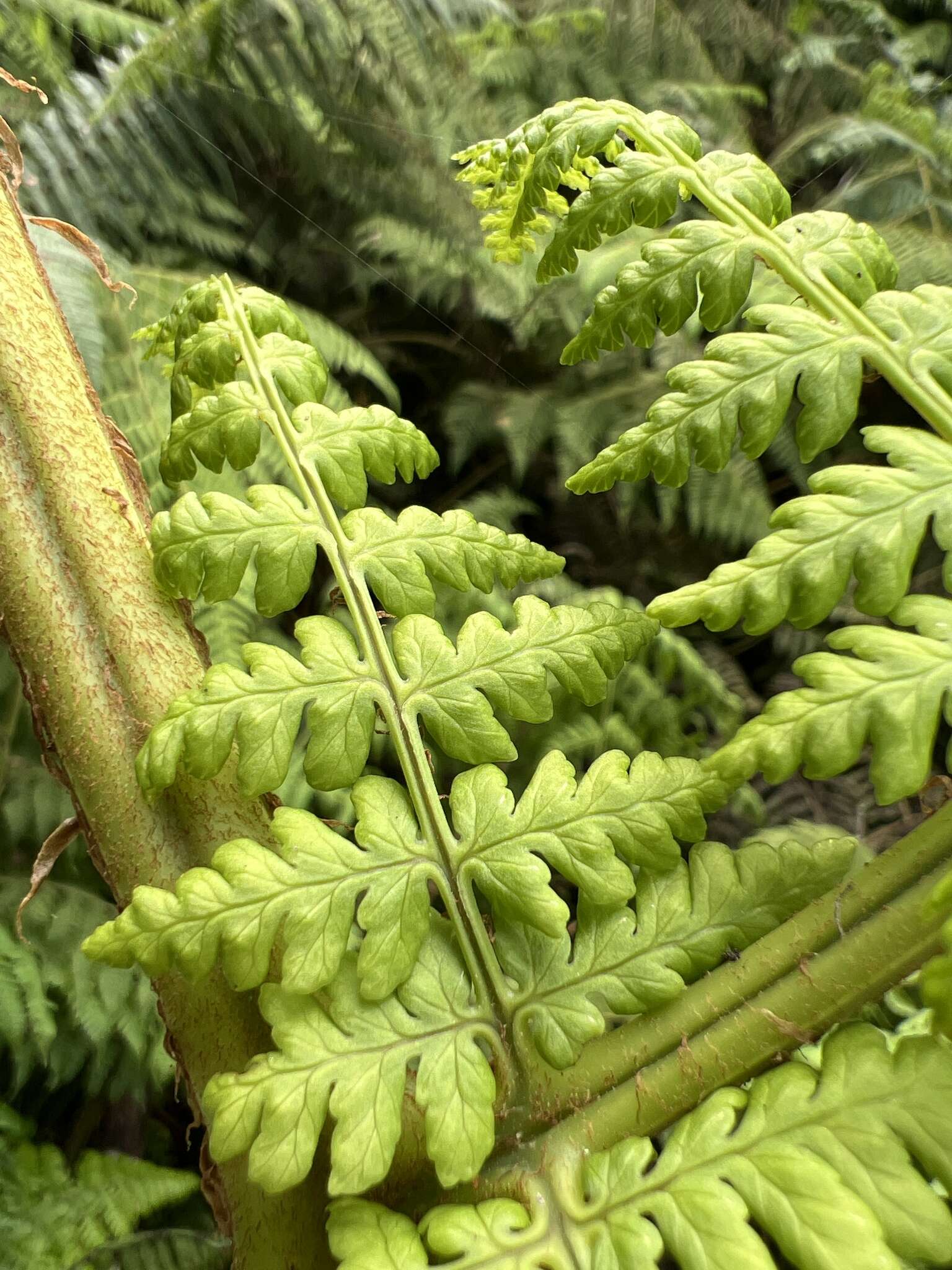 Imagem de Dryopteris unidentata var. paleacea (Hillebr.) Fraser-Jenk.