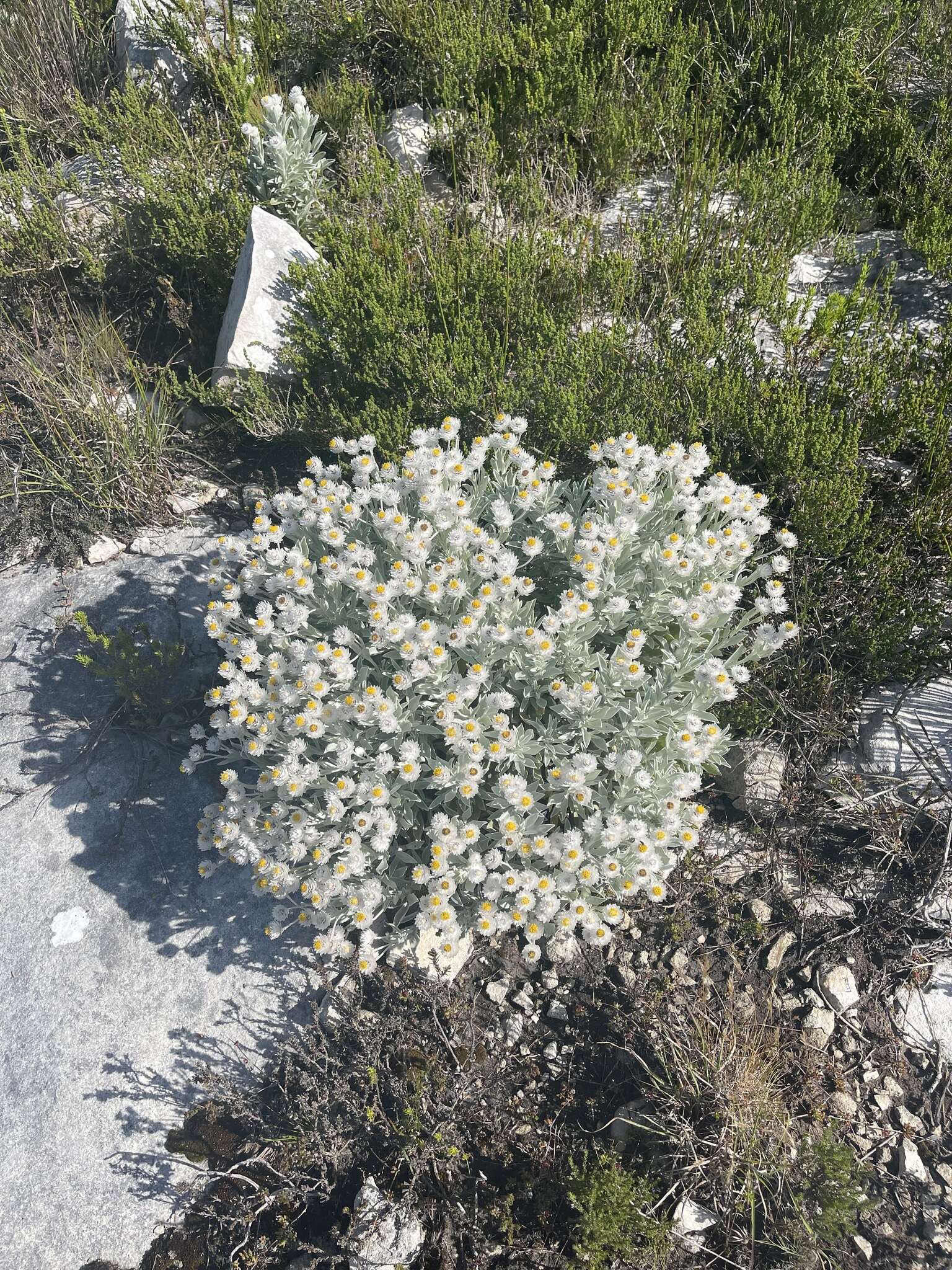 Image of Syncarpha argyropsis (DC.) B. Nord.