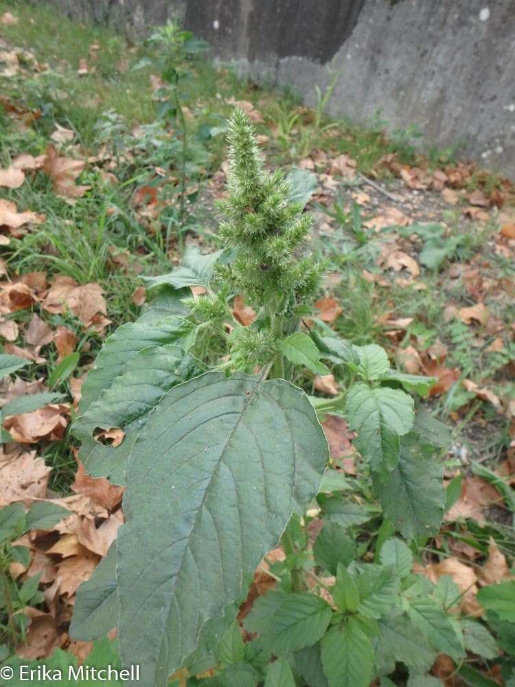 Image of redroot amaranth