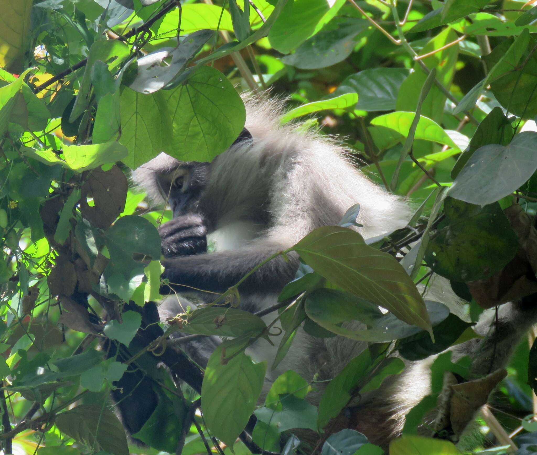 Image of Pale-thighed Langur