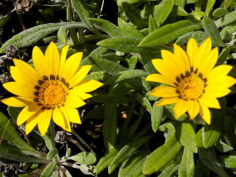 Imagem de <i>Gazania <i>rigens</i></i> var. rigens