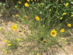 Image of Texas sleepydaisy