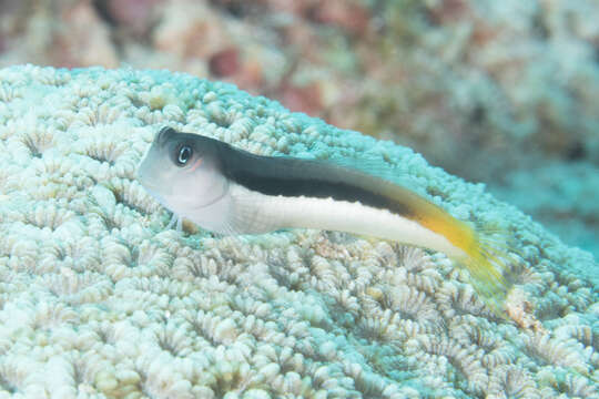 Image of Bicolor Blenny