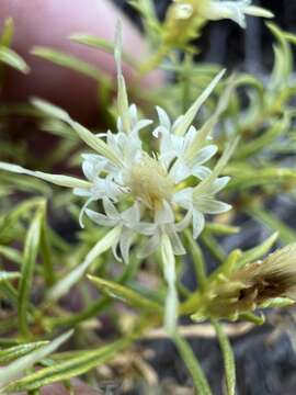 Image of Columbian goldenbush