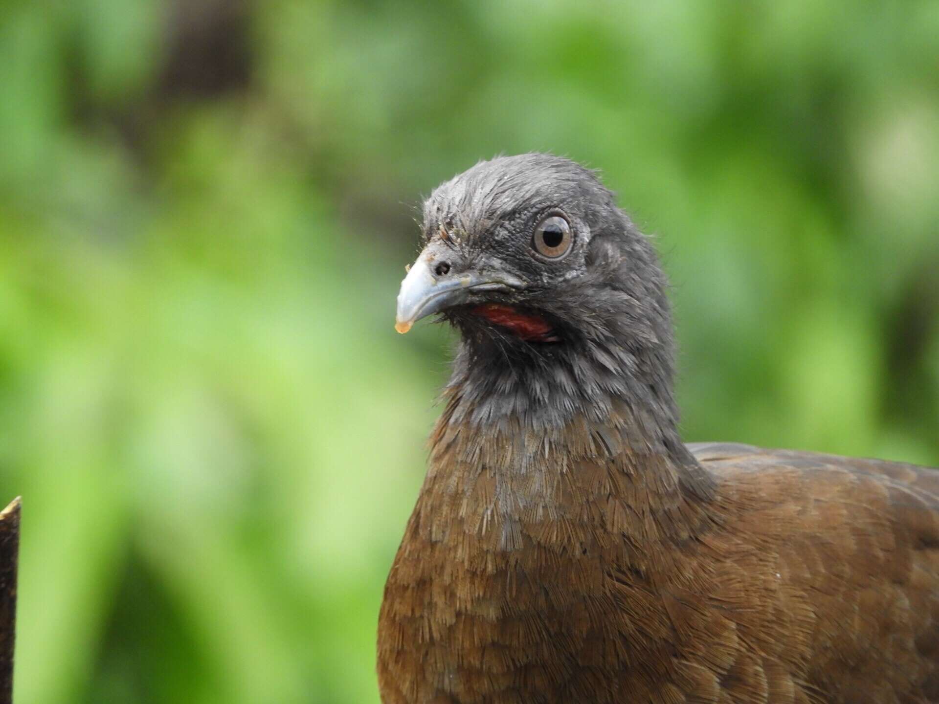 Image of Gray-headed Chachalaca