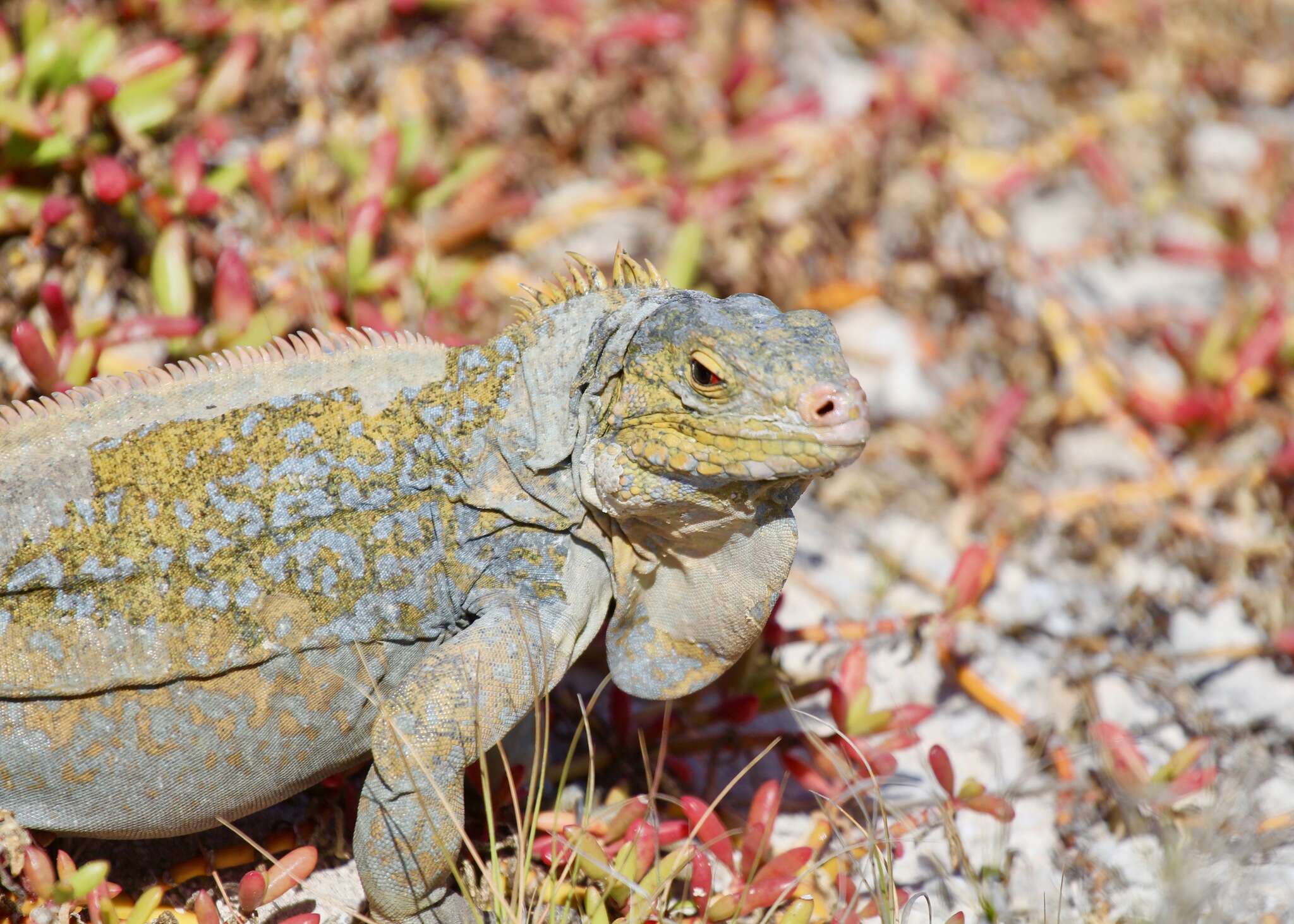 Image of Cyclura rileyi rileyi Stejneger 1903