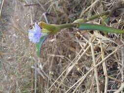 Image of Cyanotis axillaris (L.) D. Don ex Sweet