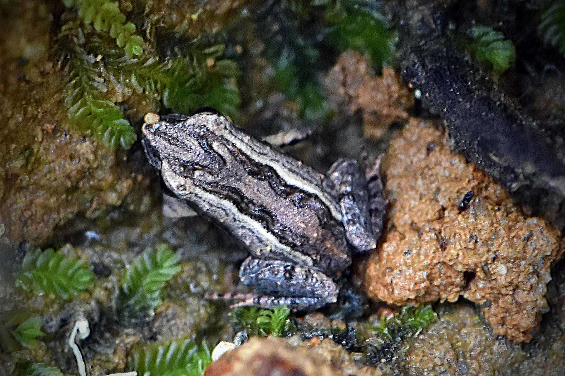 Image of Glauert's Froglet