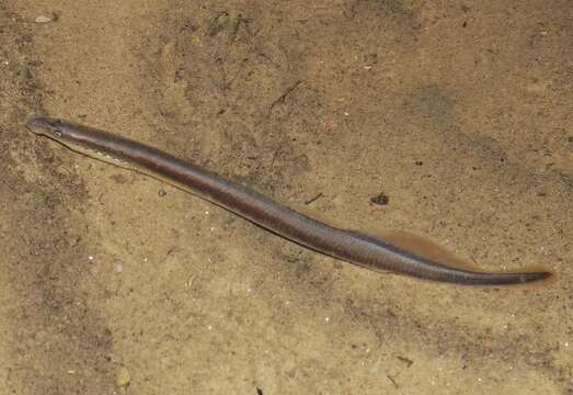 Image of Least Brook Lamprey