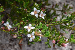 Image of Cyanothamnus nanus