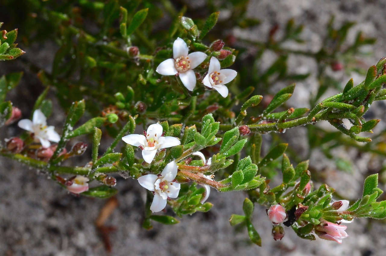 Image of Cyanothamnus nanus