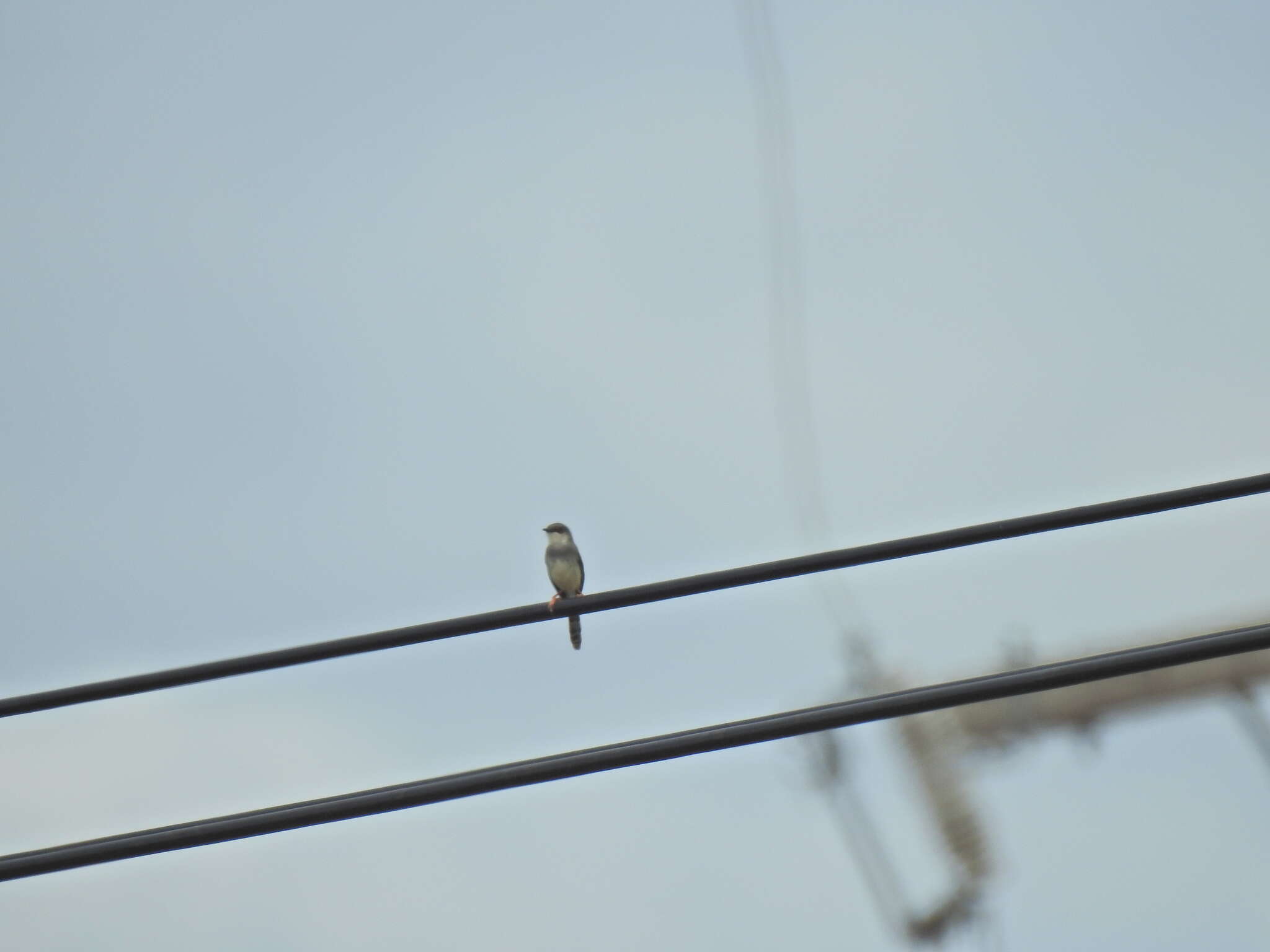 Image of Grey-breasted Prinia