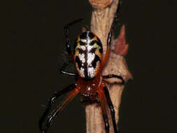 Image of Leucauge fastigata