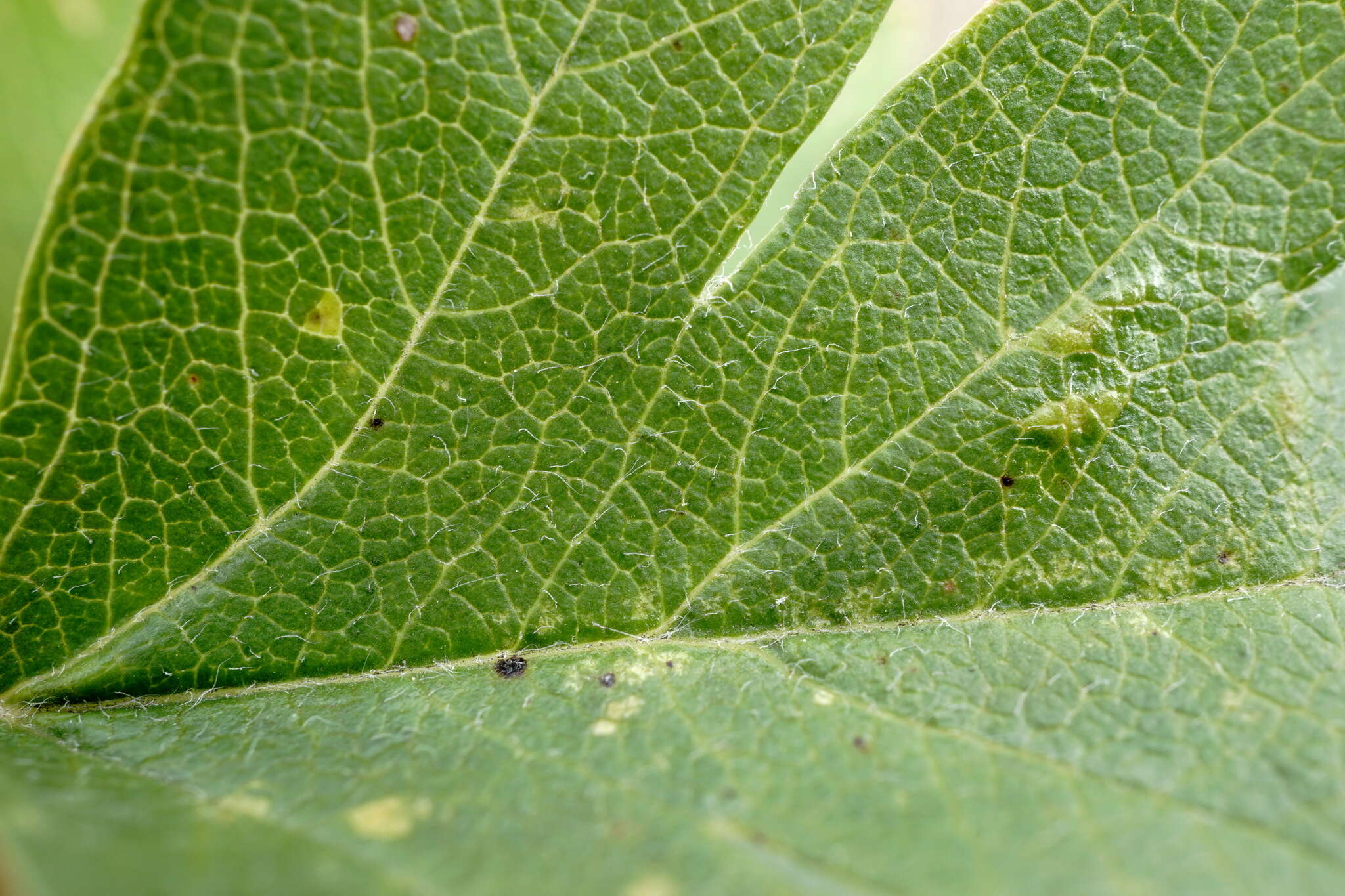 Image of Crataegus karadaghensis Pojark.