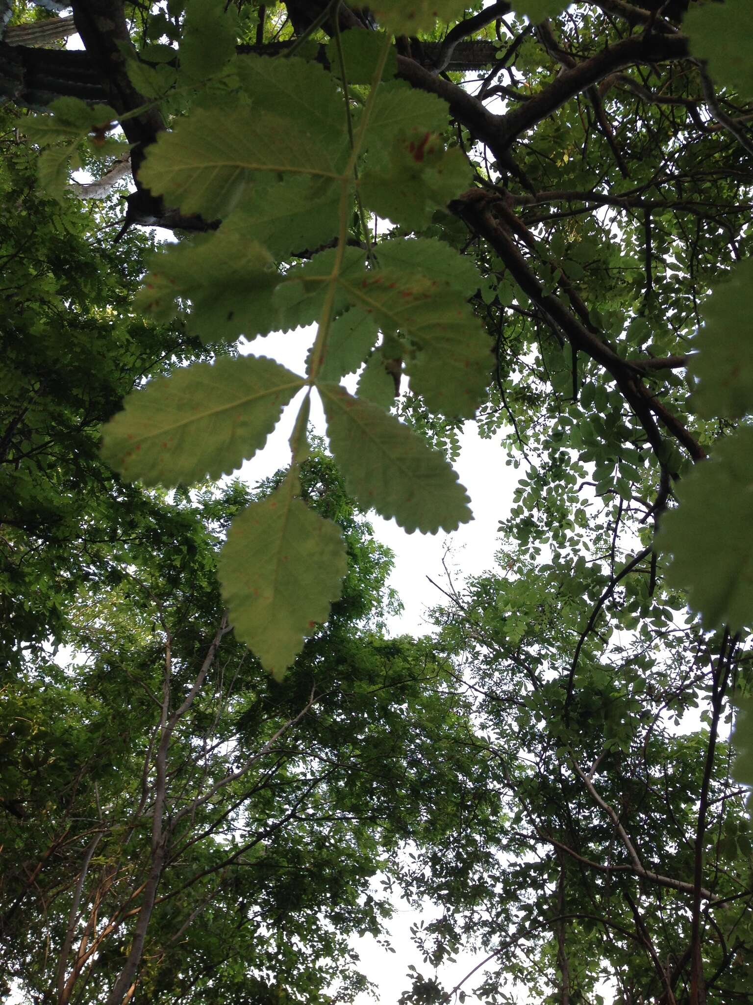 Image de Bursera tomentosa (Jacq.) Triana & Planch.