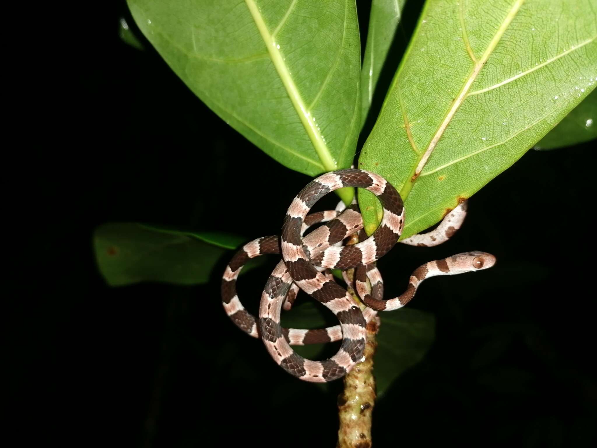 Image of Yucatán Blunthead Snake
