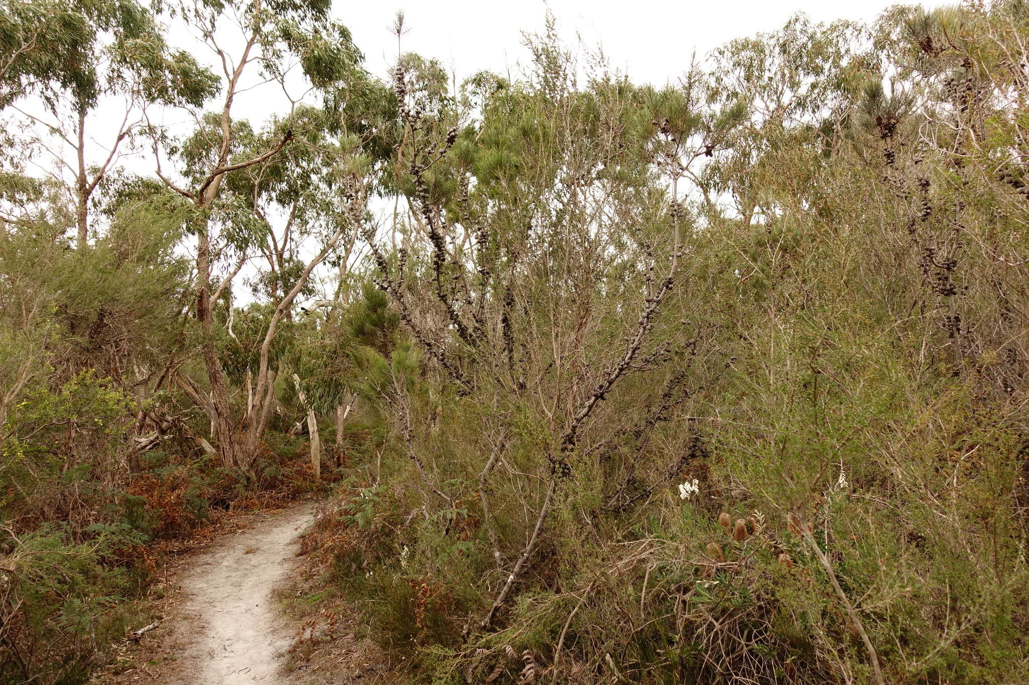 Image of Allocasuarina paradoxa (Macklin) L. A. S. Johnson