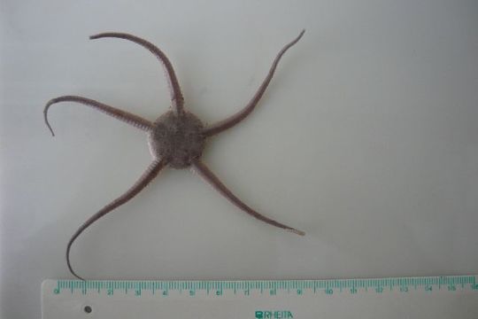 Image of serpent star